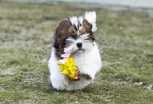 Shih Tzu (5 foto no 5)