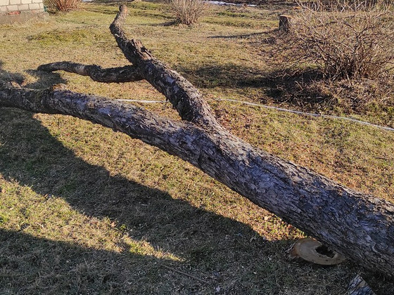 Древесина яблони