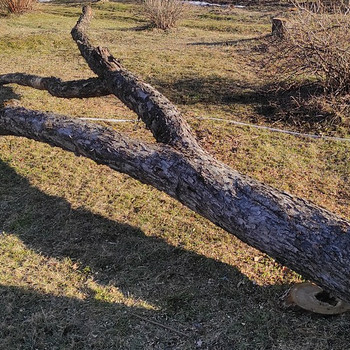 Древесина яблони