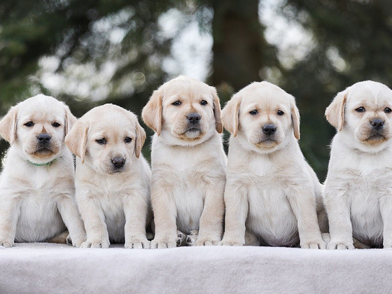 Labrador puppies