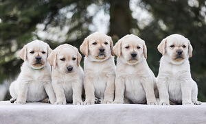 Labrador puppies (1 foto no 6)