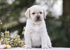 Labrador puppies (2 foto no 6)