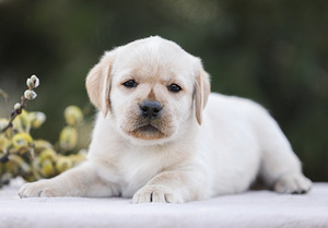 Labrador puppies (3 foto no 6)