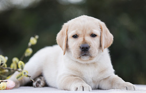 Labrador puppies (4 foto no 6)