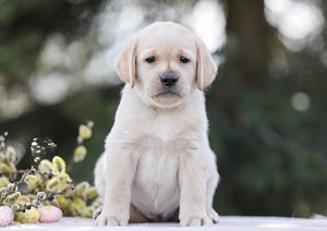 Labrador puppies (5 foto no 6)