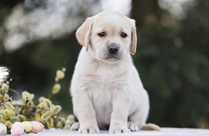 Labrador puppies (6 foto no 6)