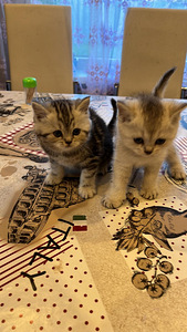 Продаются котята (1 фото из 3)