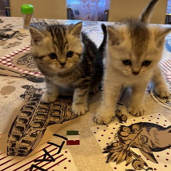Продаются котята