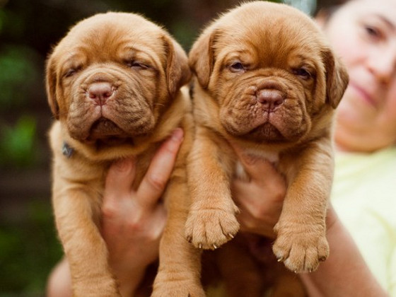 Bordo dogs