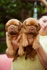 Bordo dogs (1 foto no 5)