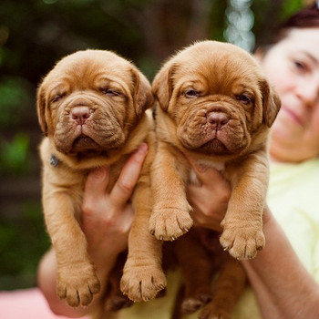 Bordo dogs