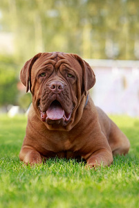 Bordo dogs (2 foto no 5)