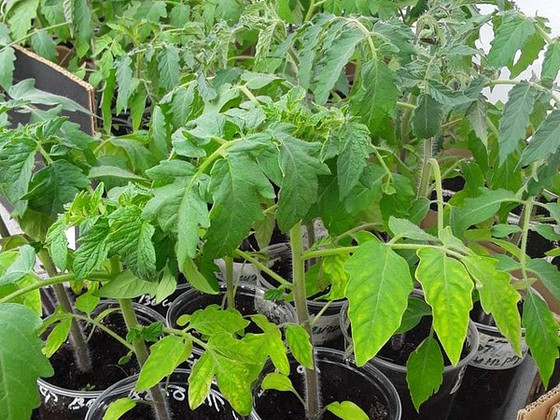 Tomati ja paprika seemikud