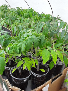 Tomati ja paprika seemikud (1 foto / 2)