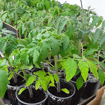 Tomati ja paprika seemikud