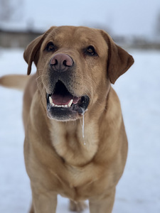 Labrador (1 foto / 8)
