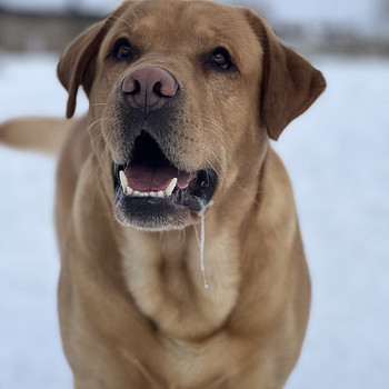 Labrador