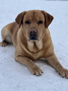 Labrador (4 foto / 8)