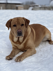 Labrador (5 foto / 8)