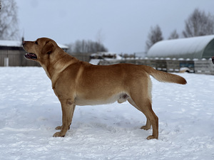 Labrador (2 foto / 8)