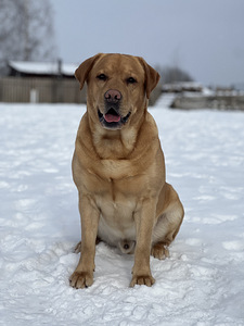 Labrador (6 foto / 8)