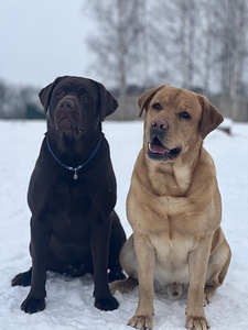 Labrador (7 foto / 8)