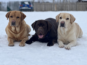 Labrador (8 foto / 8)