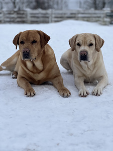 Labrador (3 foto / 8)