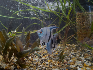 Akvaarium müüa. (3 foto / 6)
