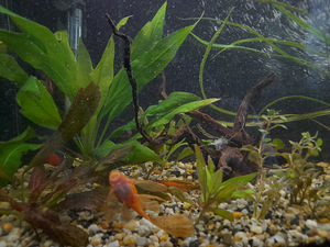 Akvaarium müüa. (4 foto / 6)