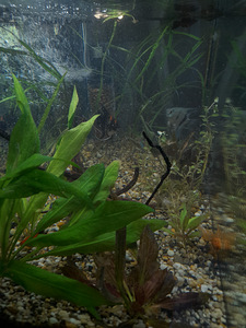 Akvaarium müüa. (5 foto / 6)