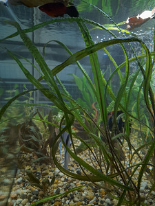 Akvaarium müüa. (6 foto / 6)