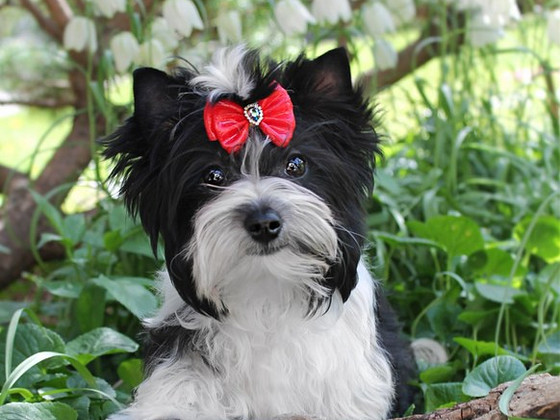 Biewer terrier