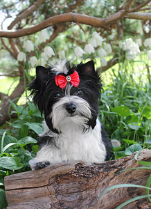 Biewer terrier (1 foto no 3)