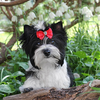 Biewer terrier