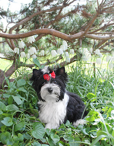 Biewer terrier (2 foto no 3)