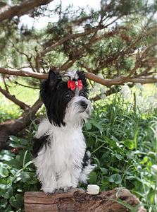Biewer terrier (3 foto no 3)