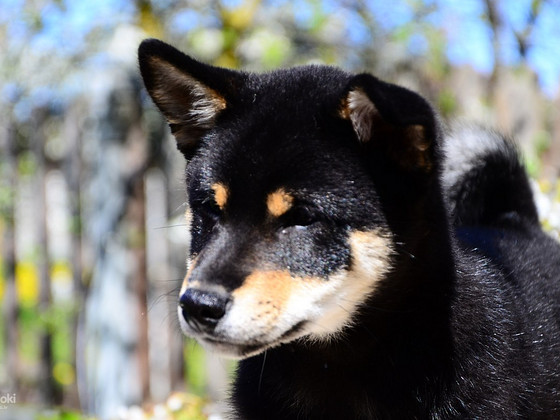 Siba inu