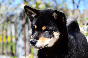 Siba inu (1 foto no 9)