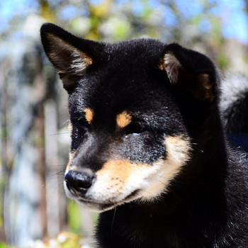 Siba inu