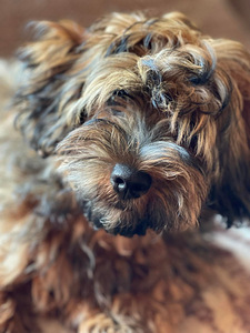 HAVANEZ - Havanese bichon (1 foto no 9)
