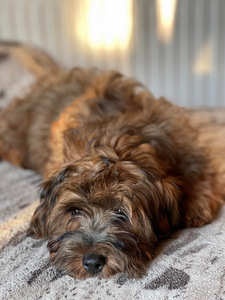 HAVANEZ - Havanese bichon (2 foto no 9)
