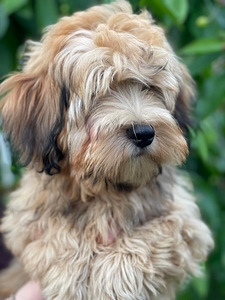 HAVANEZ - Havanese bichon (3 foto no 9)