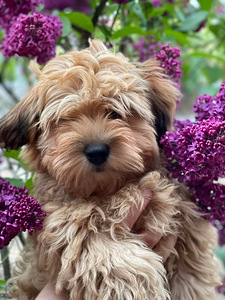 HAVANEZ - Havanese bichon (4 foto no 9)