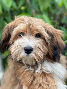 HAVANEZ - Havanese bichon (5 foto no 9)