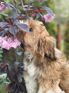 HAVANEZ - Havanese bichon (6 foto no 9)