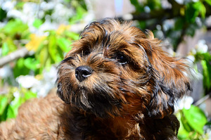 HAVANEZ - Havanese bichon (7 foto no 9)