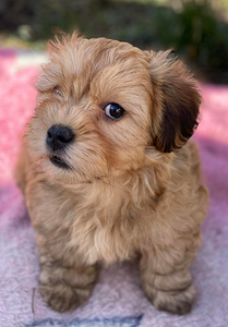 HAVANEZ - Havanese bichon (8 foto no 9)