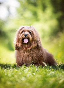 HAVANEZ - Havanese bichon (9 foto no 9)