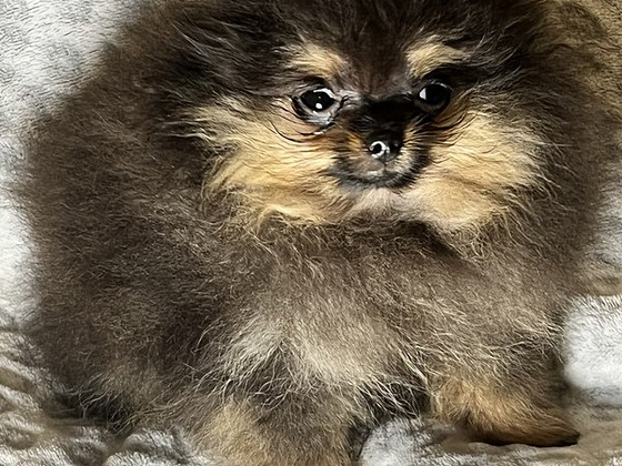 Pomeranian špic